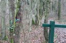 Arbre matheux